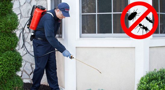 Kavak Dezenfeksiyon böcek ilaçlama ve haşere kontrolü — ilaclama-tr.com